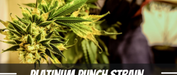 platinum-punch-strain