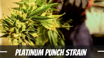 platinum-punch-strain