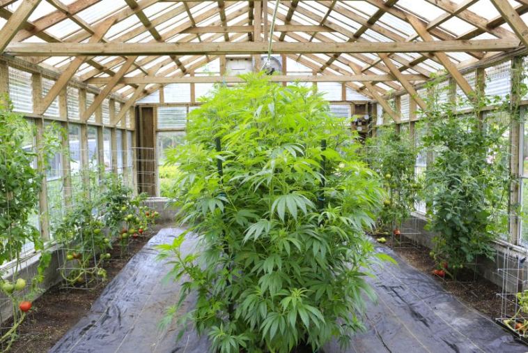 cannabis cultivation