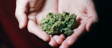 medical marijuana evaluation