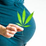 pregnant marijuana