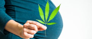 pregnant marijuana