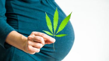 pregnant marijuana