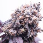 purple kush