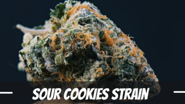 sour-cookies-strain-review