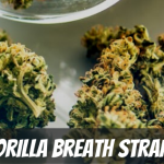 gorilla-breath-strain-review