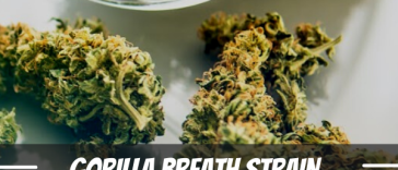 gorilla-breath-strain-review
