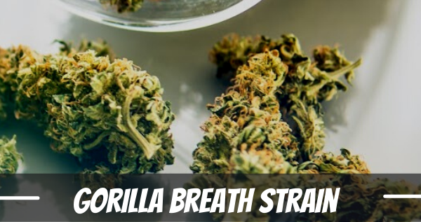 gorilla-breath-strain-review