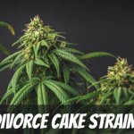 divorce-cake-strain-review