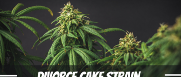 divorce-cake-strain-review