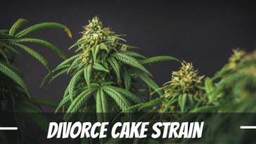 divorce-cake-strain-review