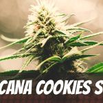 tropicana-cookies-strain