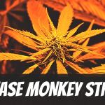 grease-monkey-strain