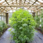 cannabis greenhouse tips
