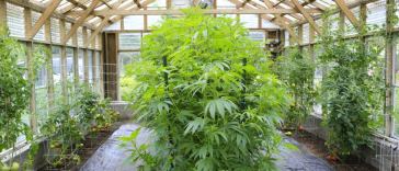 cannabis greenhouse tips