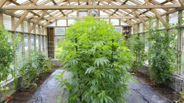 cannabis greenhouse tips