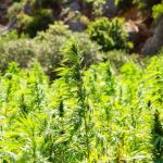hemp