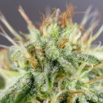 what-are-the-strongest-weed-strains?