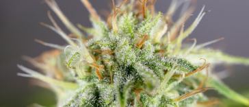 what-are-the-strongest-weed-strains?