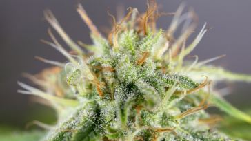 what-are-the-strongest-weed-strains?