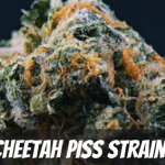 cheetah-piss-strain-review