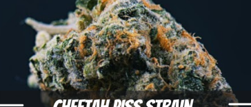 cheetah-piss-strain-review