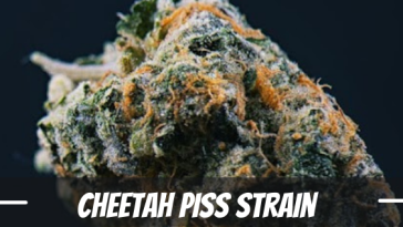 cheetah-piss-strain-review
