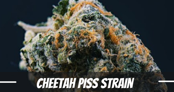 cheetah-piss-strain-review