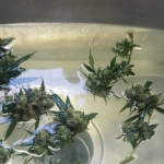 bud-washing:-the-what,-why,-and-how