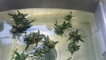 bud-washing:-the-what,-why,-and-how