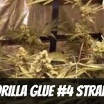 gorilla-glue-#4-strain