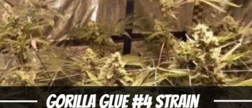 gorilla-glue-#4-strain