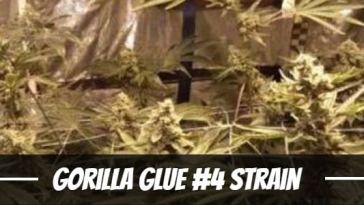 gorilla-glue-#4-strain