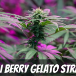 acai-berry-gelato-weed-strain-information