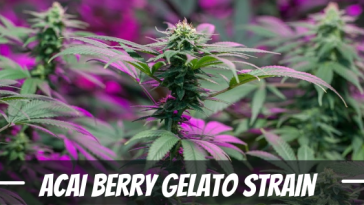 acai-berry-gelato-weed-strain-information