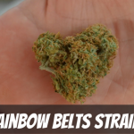 rainbow-belts-strain