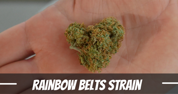 rainbow-belts-strain
