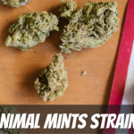 animal-mints-strain