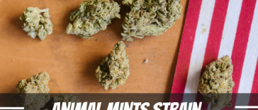 animal-mints-strain