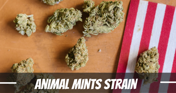 animal-mints-strain