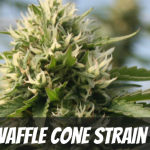 waffle-cone-strain-review