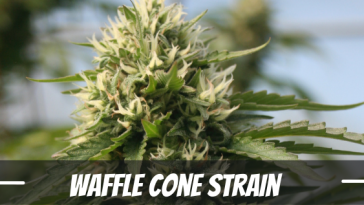 waffle-cone-strain-review