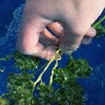 how to wash your buds