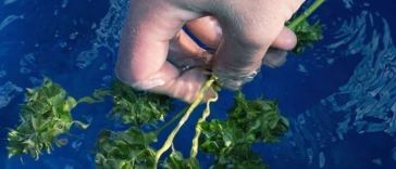 how to wash your buds