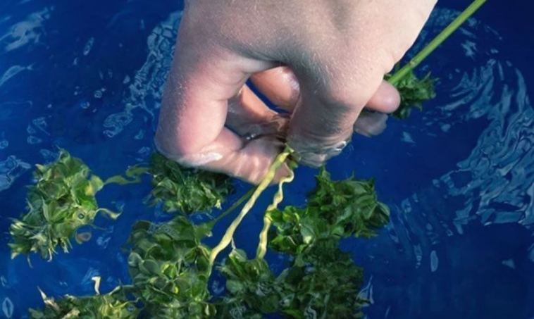 how to wash your buds