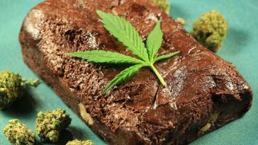 cannabis brownies beginner's guide