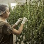 drying hemp for clothing