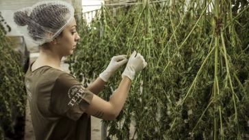 drying hemp for clothing