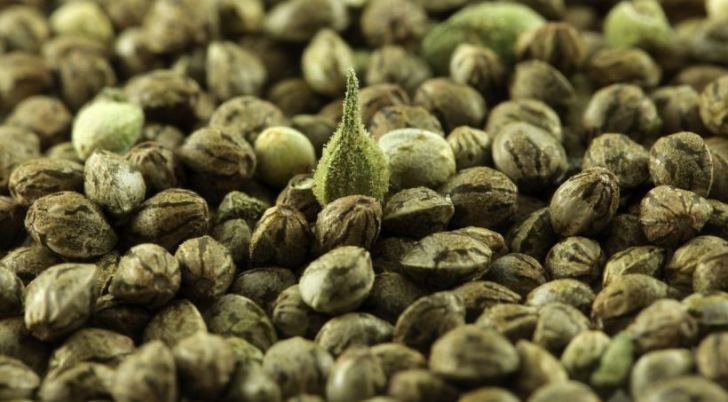 how-to-grow-feminized-seeds-max-s-harvest