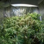 indoor cannabis grow tips